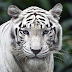 Fondo de Pantalla Animales Tigre blanco