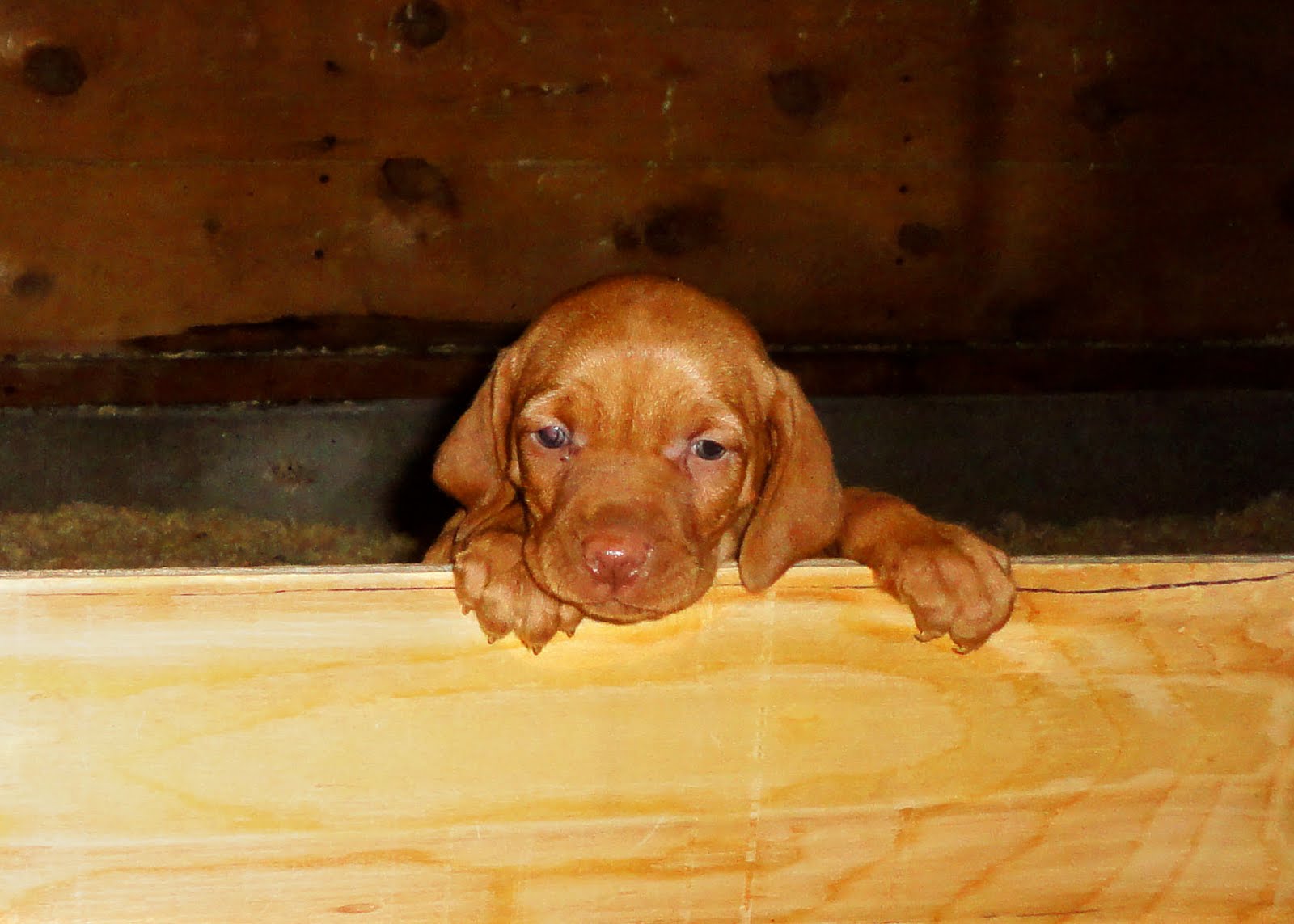 OUTDOORSMAN Kennels Hungarian Vizsla Breeders Vizsla Puppies For