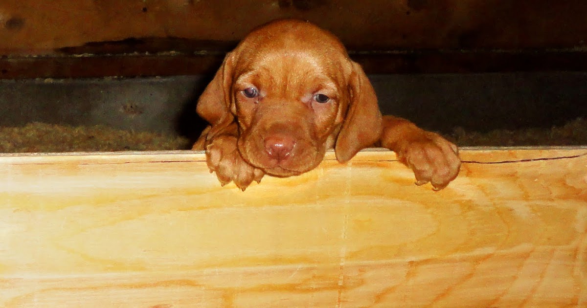 OUTDOORSMAN Kennels Hungarian Vizsla Breeders Vizsla Puppies For