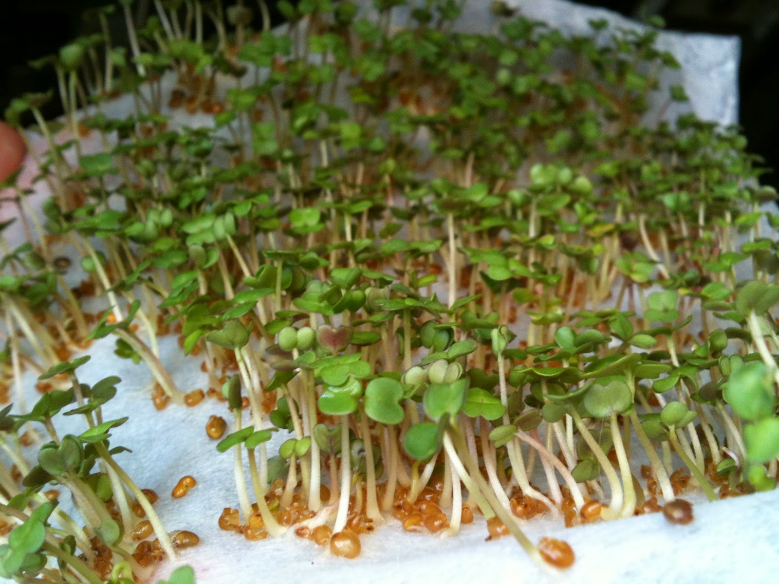 Comment obtenir des graines de basilic ?