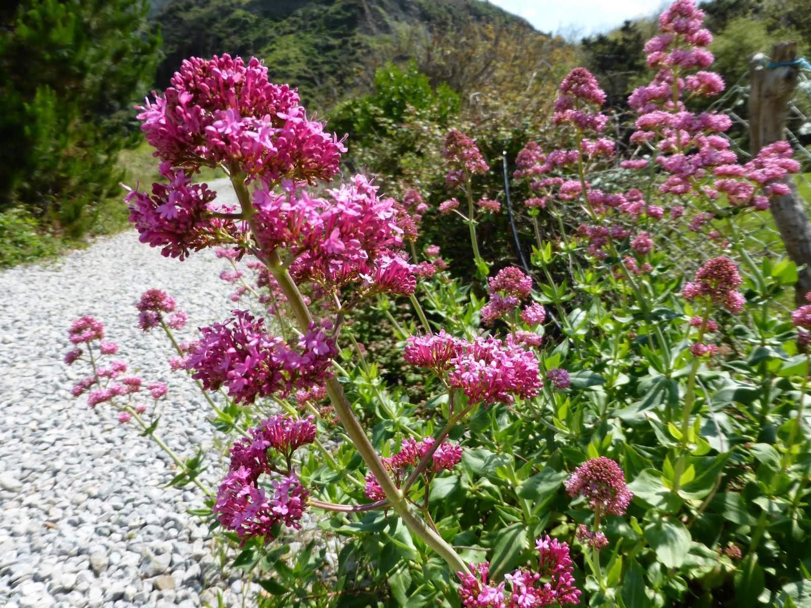 .Elaine's blog... Wildflowers of Northern Spain