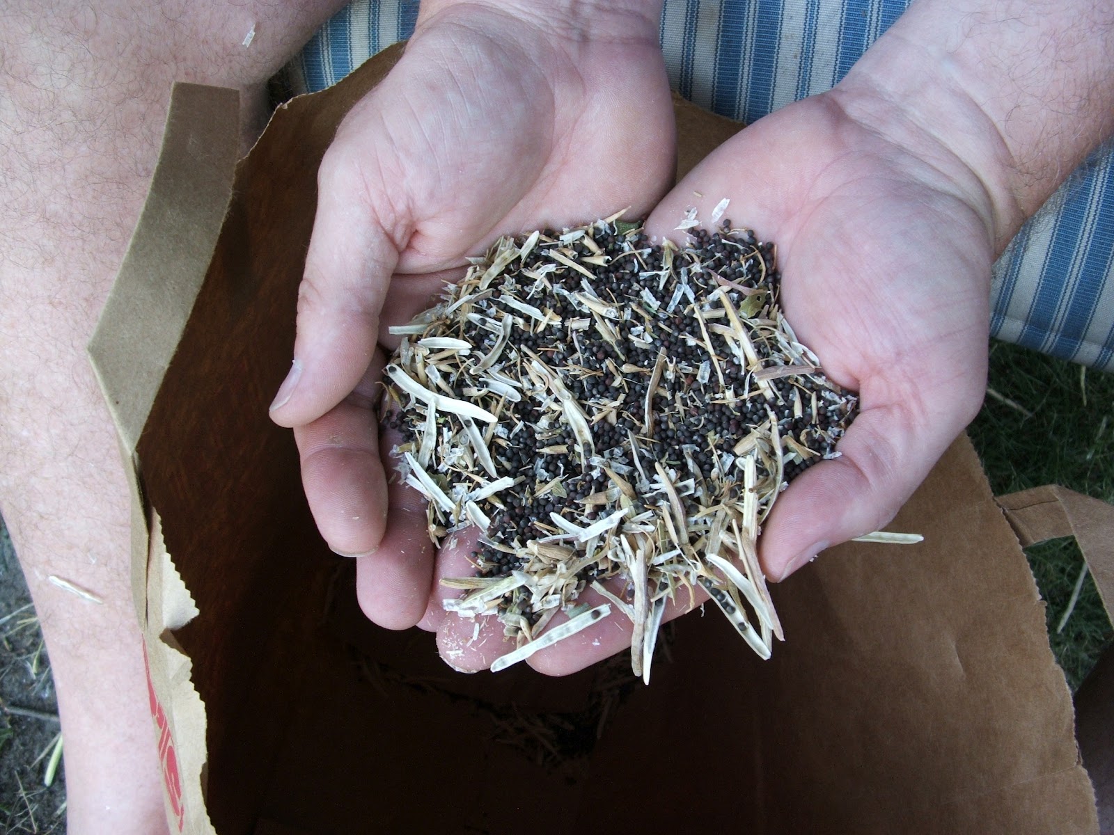 God's Growing Garden Saving Seeds Greens (Kale, Collard, Bok Choy)