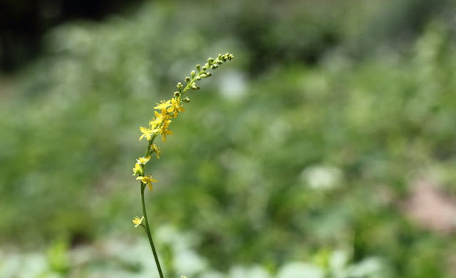 Agrimony Flowers Pictures