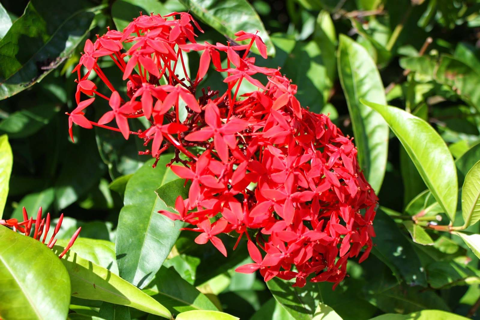 Chow and Chatter A Photo Series of Jamaican Flowers