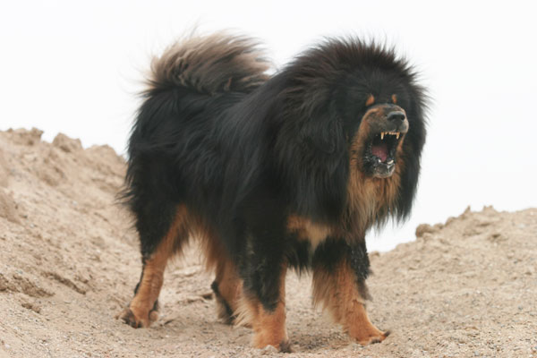 Jenis Jenis Anjing Dan Kucing Anjing Tibetan Mastif