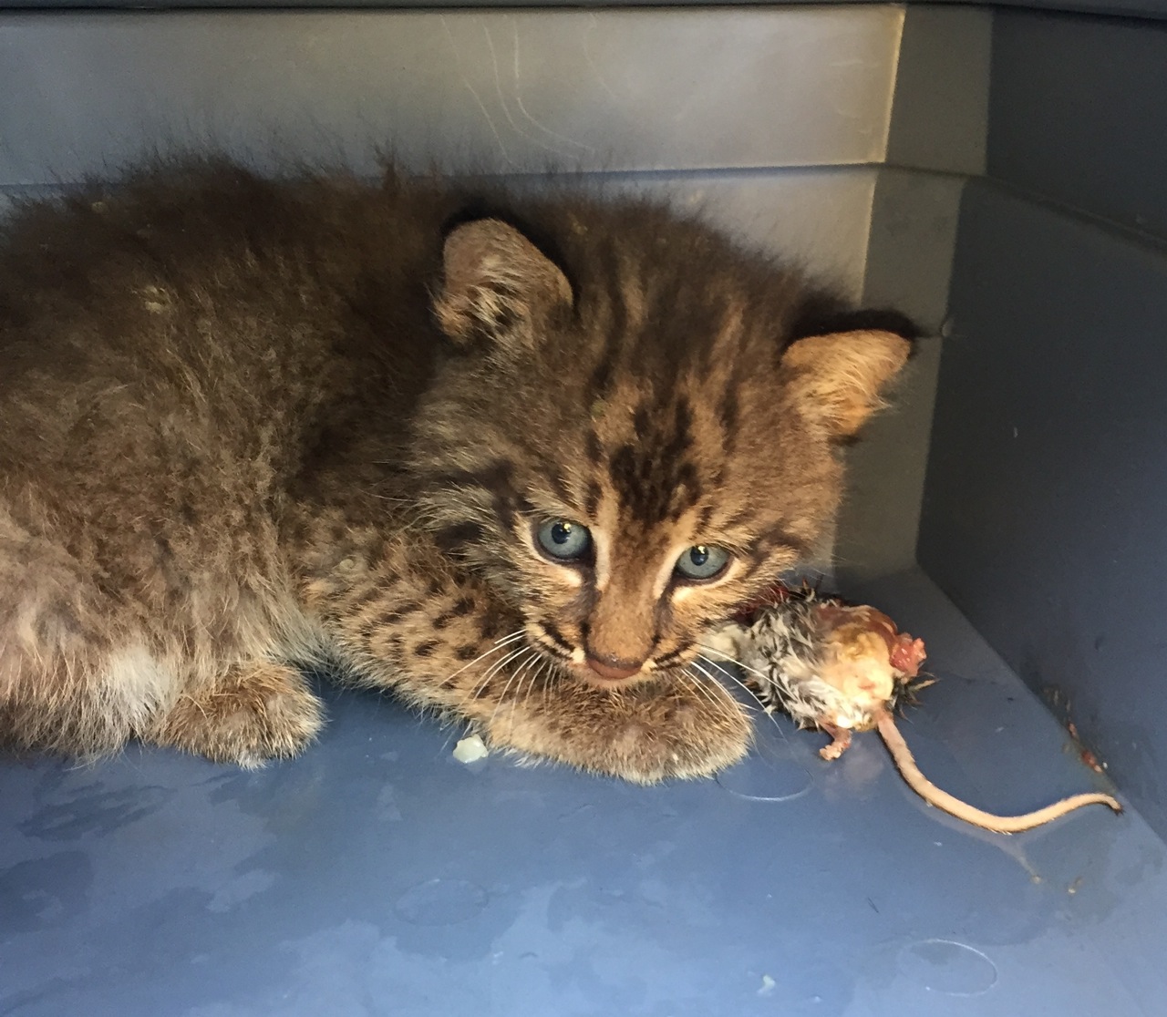 Julie Zickefoose on Blogspot Feeding the Bobcat