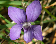 Dog Violet