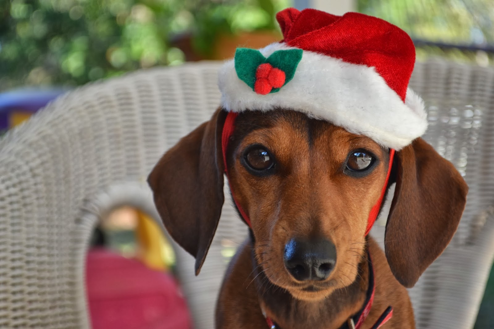 merry christmas dachshund