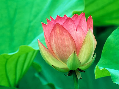 Beautiful pink flowers - beautiful desktop wallpapers 2014