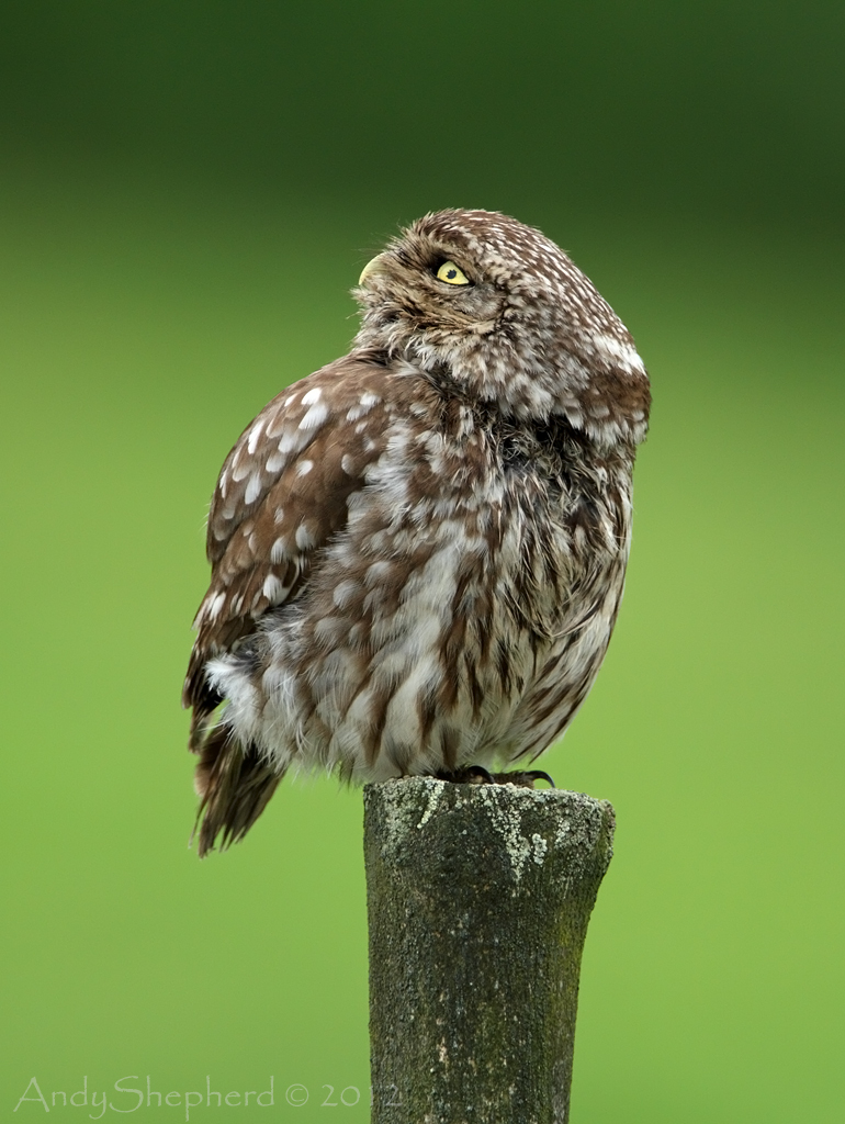 Andy Shepherd Wildlife Photography Little Owl Andy Shepherd Wildlife Photography Little Owl