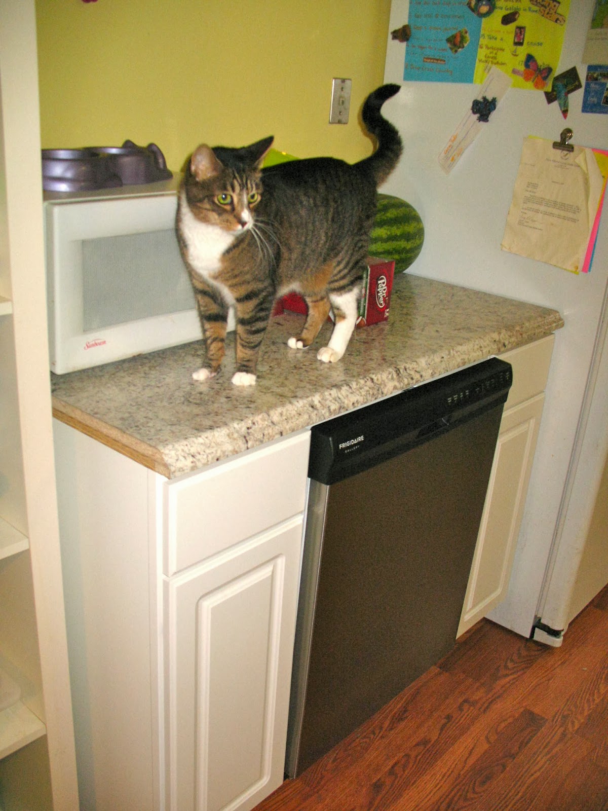 Can You Stop Cat From Getting On Counter Can You Stop Cat From Getting On Counter