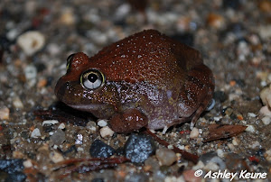 Ornate Burrowing Frog