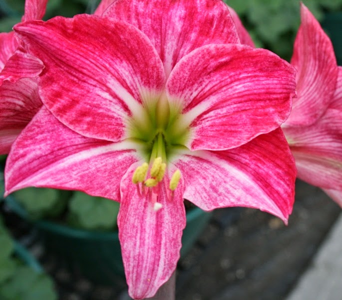 how do you keep an amaryllis bulb after flowering
