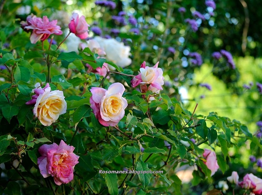 A Rose is a Rose... After a Heat Wave