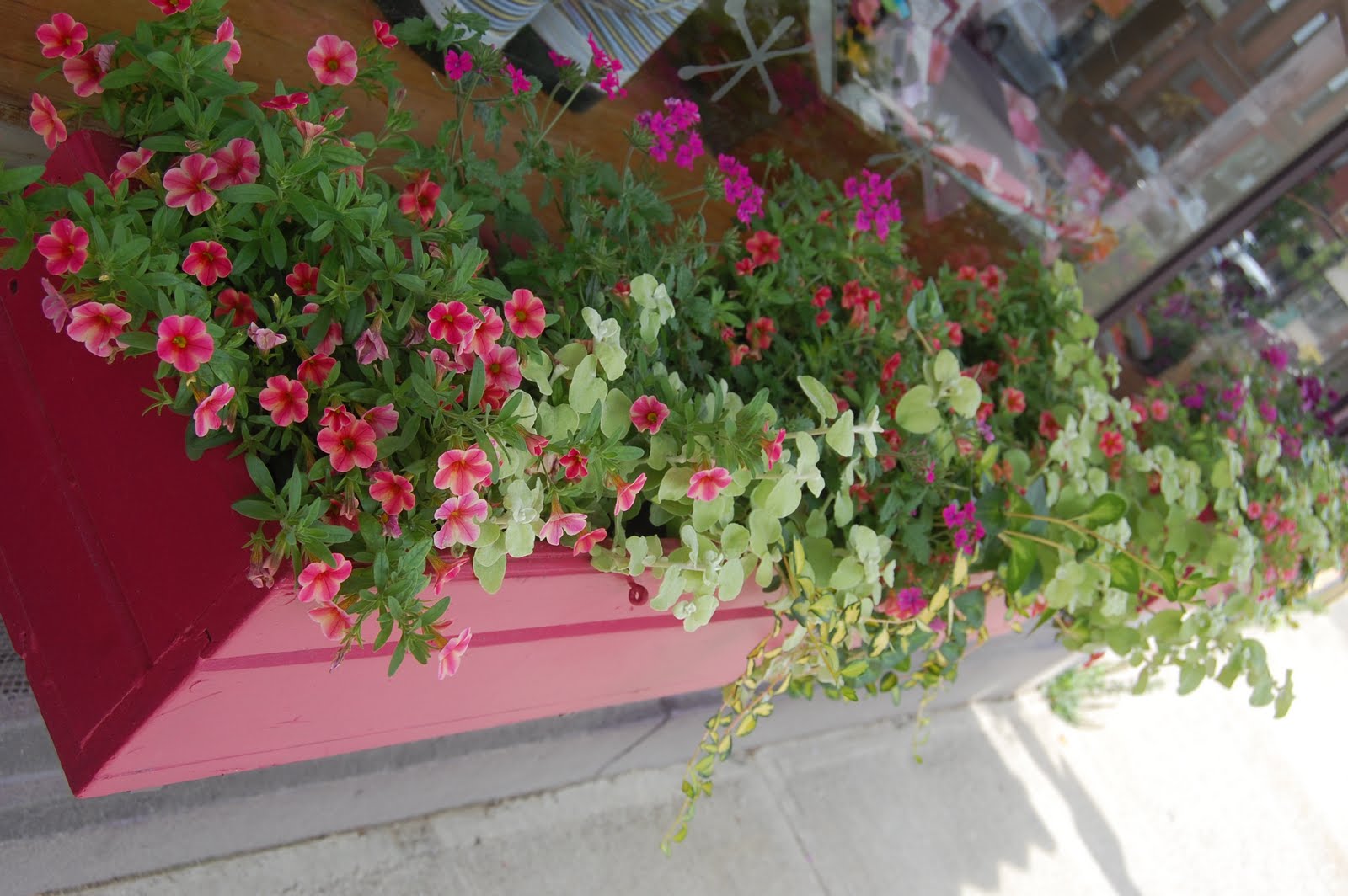 Sprouts Flowers Around Town Belfast, Maine