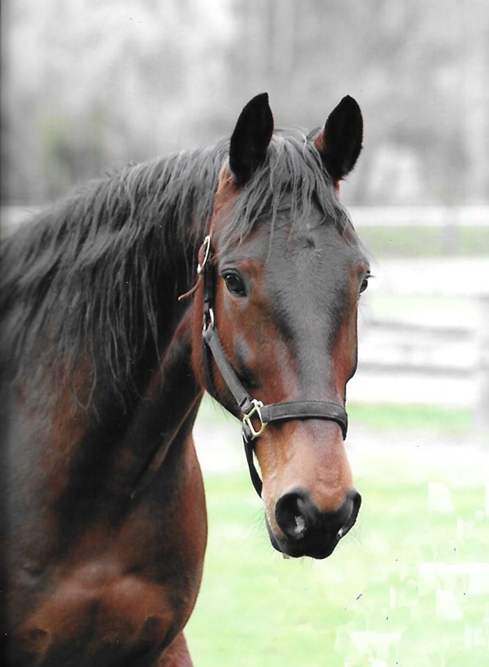 In which we meet another Endurance Standardbred: welcome, Eli!