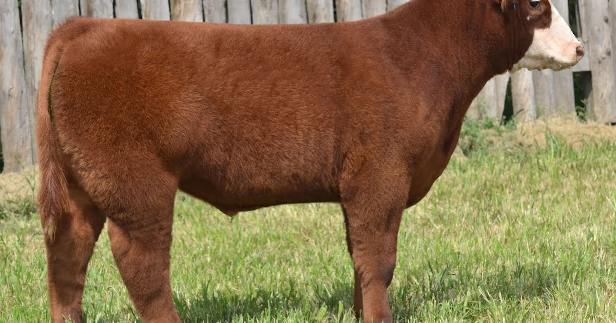 Lautner Farms Burke Show Cattle/ Bremer Show Steers Pasture Sale