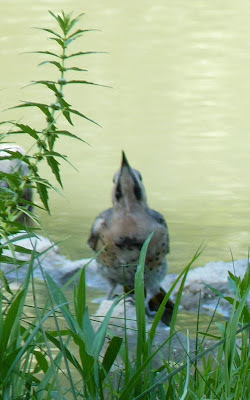 flicker drinking
