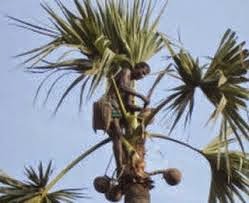 Bildergebnis für பதநீர்