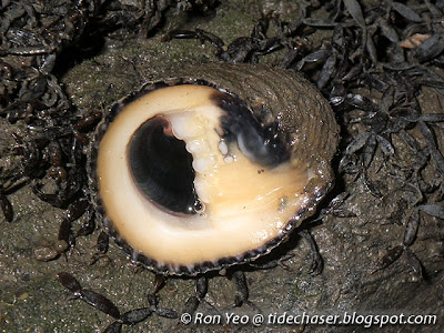 Flat-spired Nerite (Nerita planospira) Flat-spired Nerite (Nerita planospira)