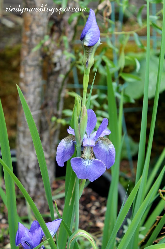 Japanese-iris.jpg Japanese-iris.jpg