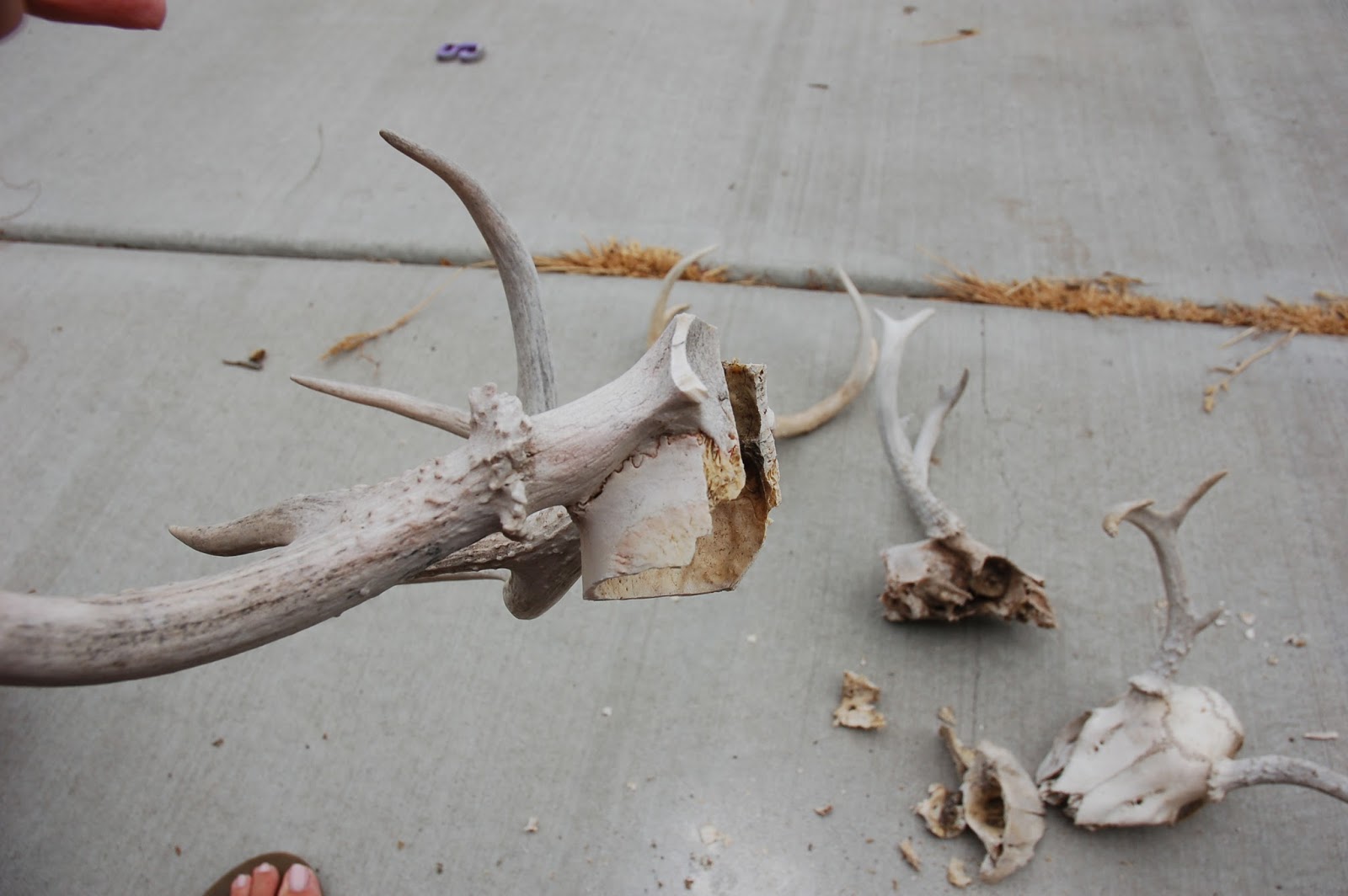 restlessrisa How to Mount Antlers