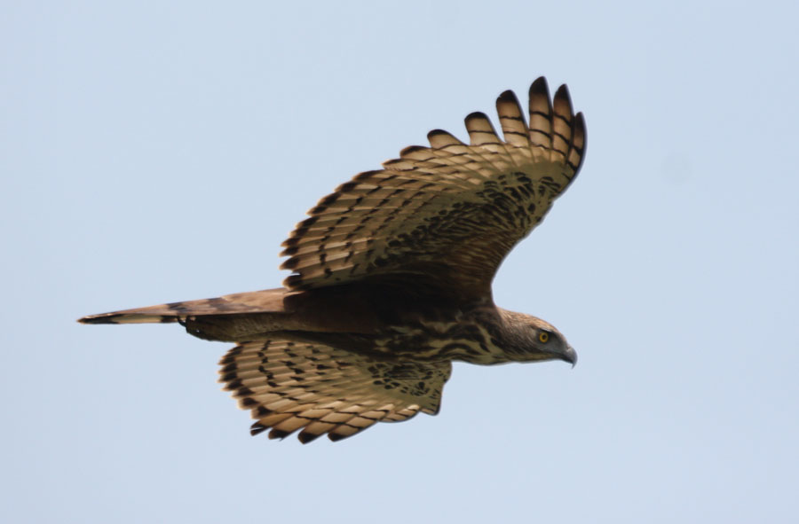 Mandy West Wildlife Photography Goan Birds