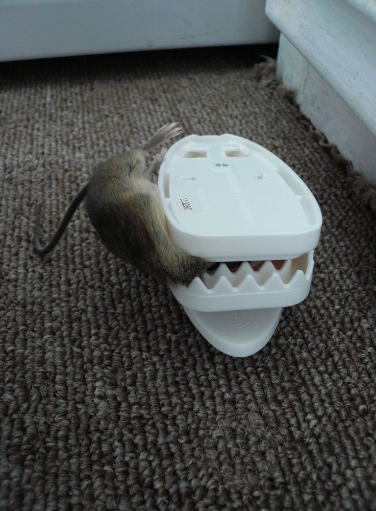 The Kittalog A better mousetrap