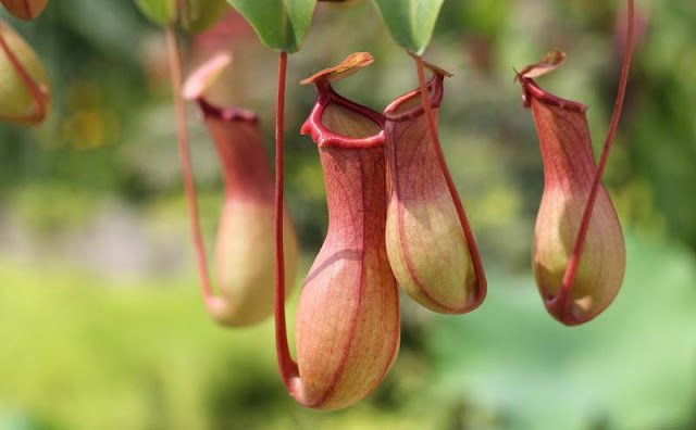 Pitcher Plant Pitcher Plant