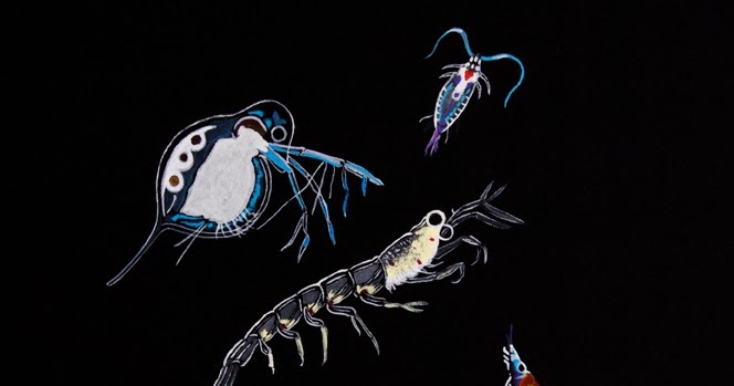 Mi Naturalismo Zooplancton, 2011