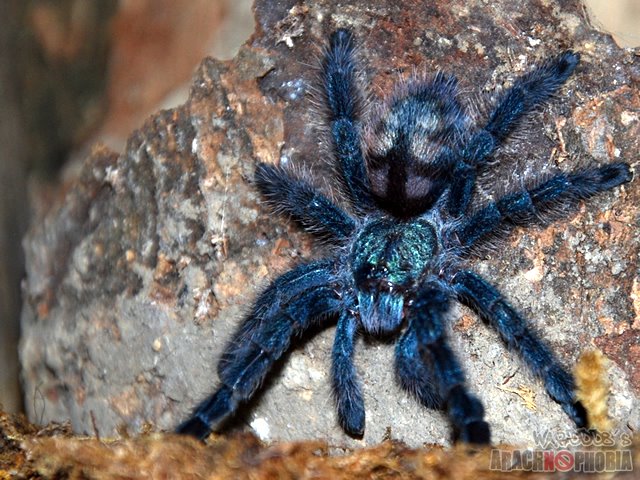 my tarantism antilles pinktoe tarantula my tarantism antilles pinktoe tarantula