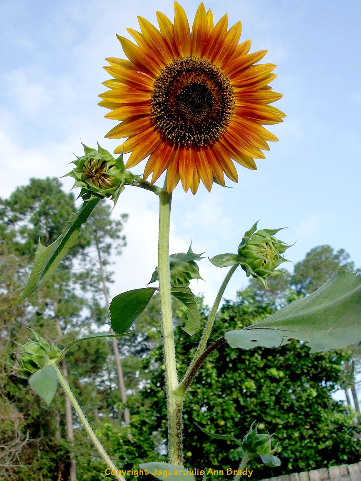 Julie Ann Brady Blog On The Last Sunflower of Summer