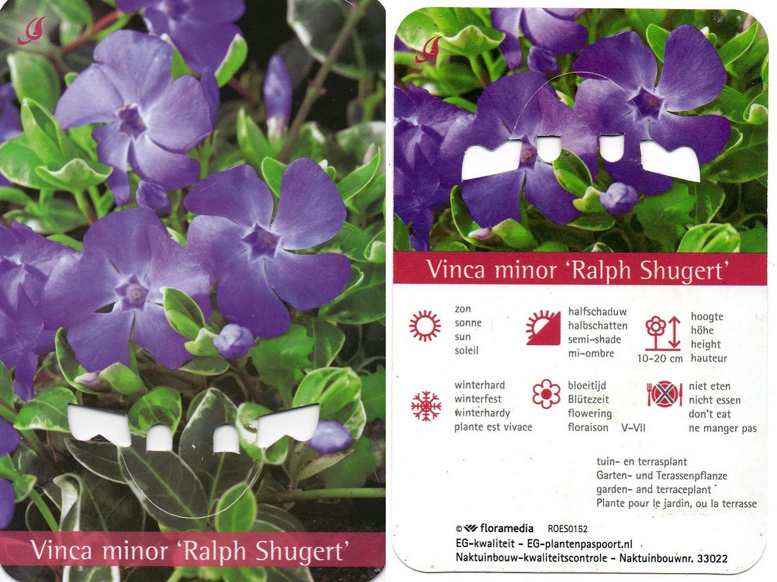 Spiraea Stock Photos Spiraea Stock Images Alamy