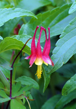 Red Columbine