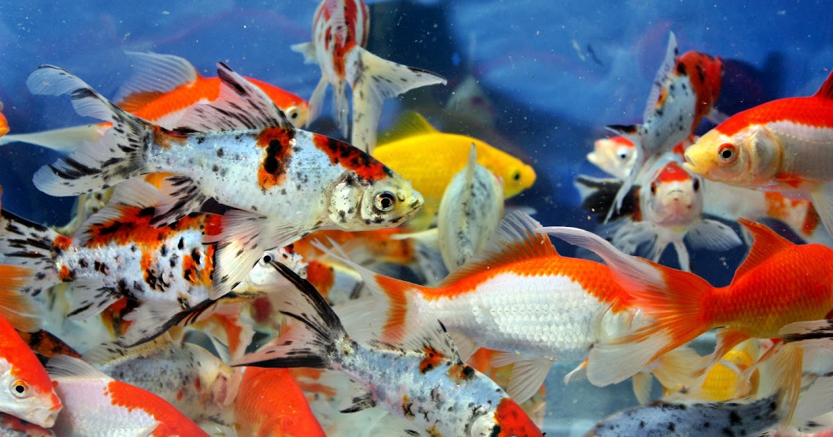 AJAS MANFAAT: Tips Budidaya Ikan Komet