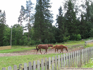лошадки из Мессили