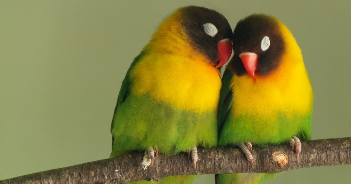 gambar mewarnai burung lovebird