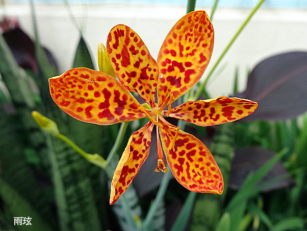 射干 雨玹 隨意窩xuite日誌