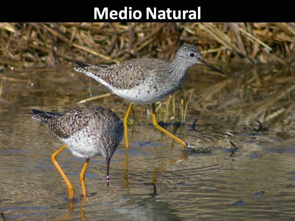 Ornitología Málaga. Ecoturismoglobal