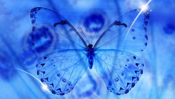 Beautiful Blue Butterfly Images HD Download