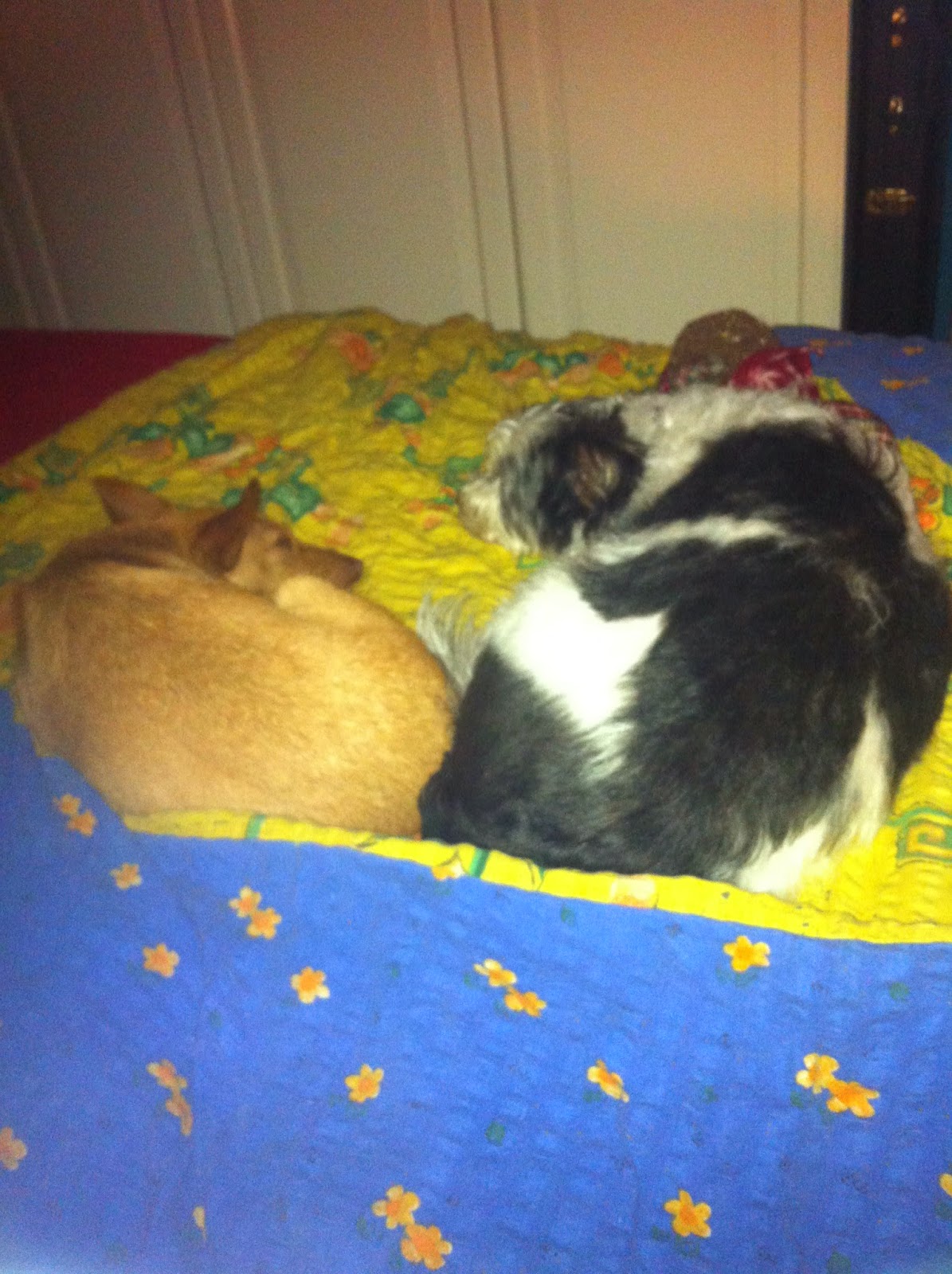 Hunde aus ZentralPortugal adoptieren Jethro braucht einen Spielgefährten