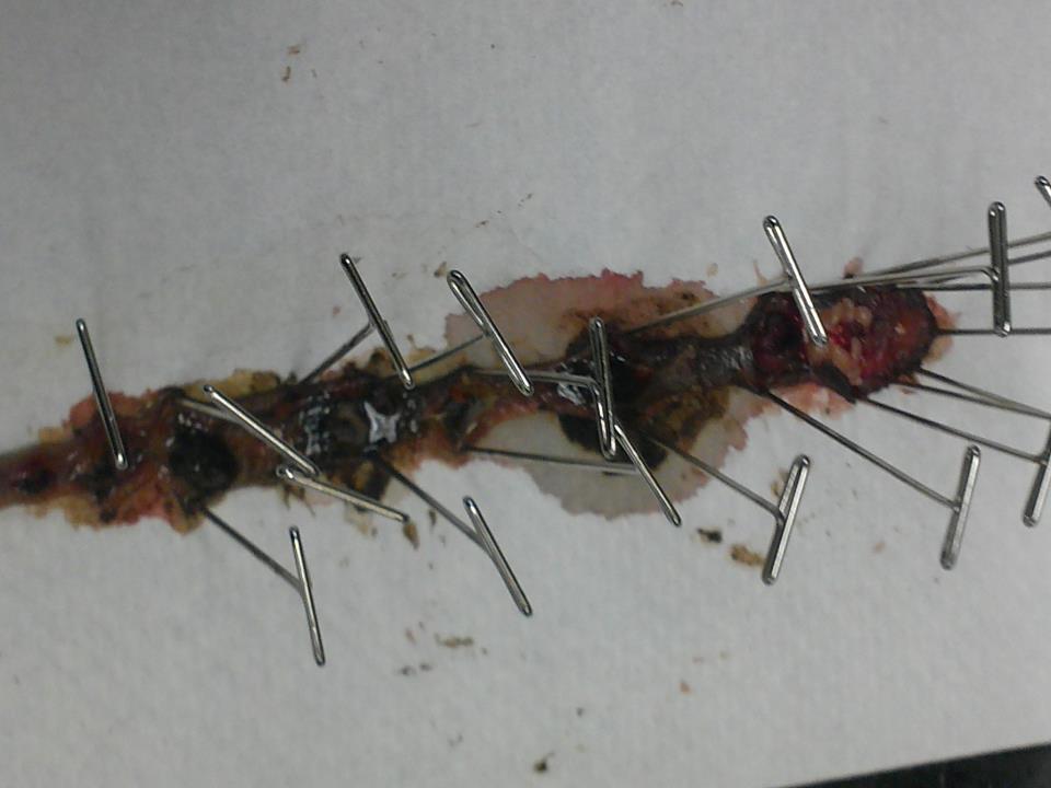Josh's Biology Blog: Annelid (Earthworm) dissection!