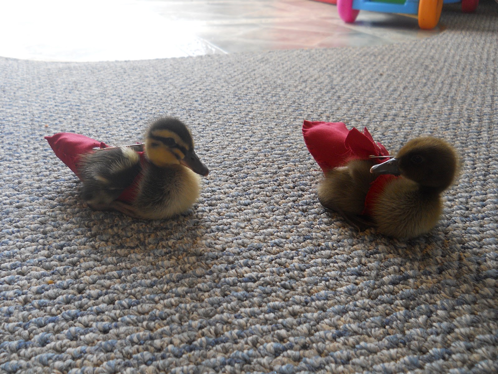 Chicken noodle soup with grandma's noodles recipes, chicken coop from