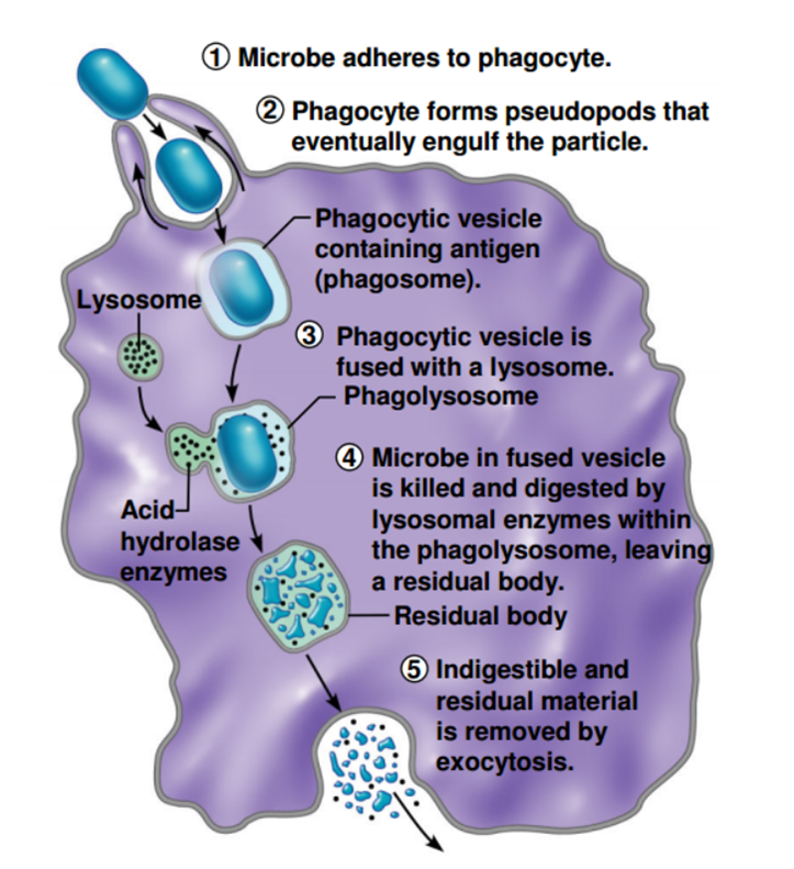 Anatomy & Physiology Lesson 5 The Macrophage said ,"I DON"T KNOW YOU