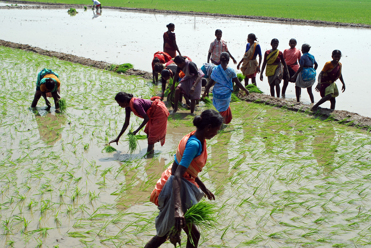 All About Agriculture Important Crops in Tamilnadu
