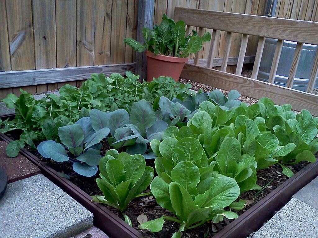 Foodie Girl Finds Foodie tips and tricks for a successful garden!