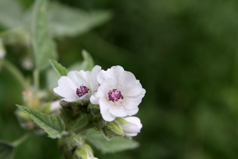 Marshmallow Weed Uses at Whitney Chen blog