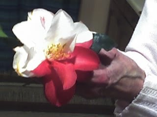 Bi-coloured Camellia