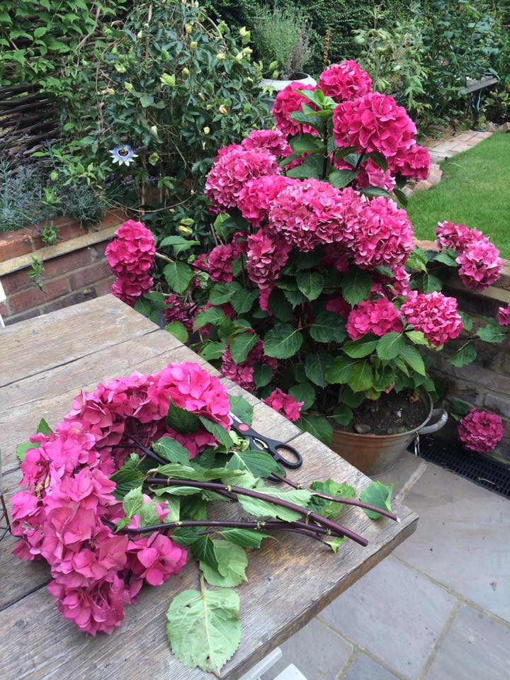 How To Dry Hydrangeas. Roses and Rolltops