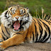 Harimau Malaya Zoo San Diego bunuh pasangan ketika cubaan mengawan